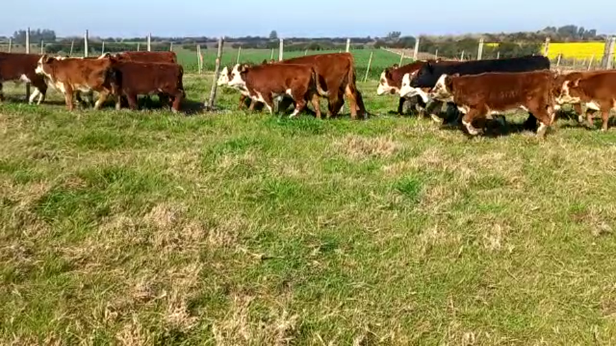 Lote Terneros y Terneras