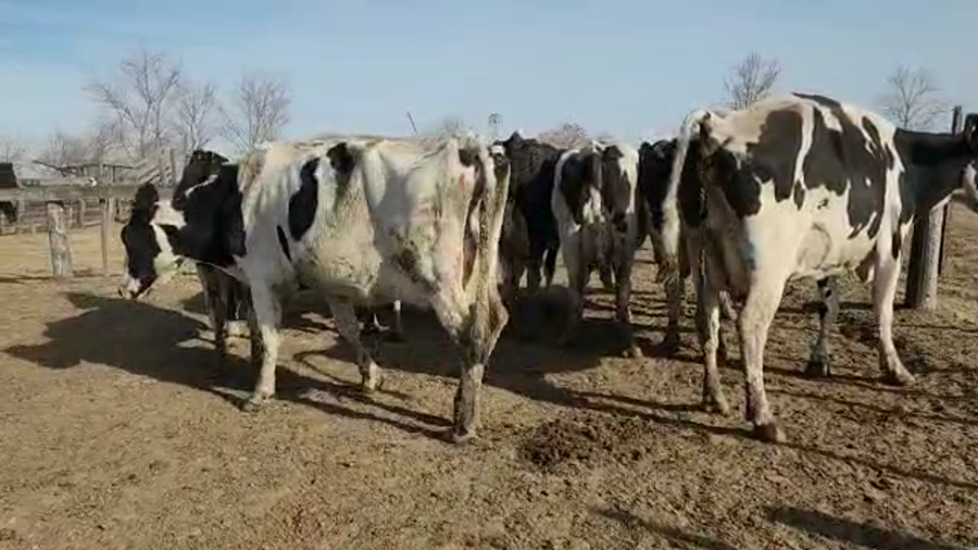 Lote Est. Don Osvaldo - Produccion