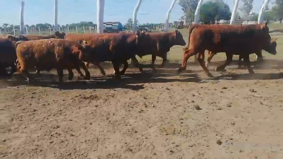 Lote 70 Terneros/as en Federal, Entre Ríos