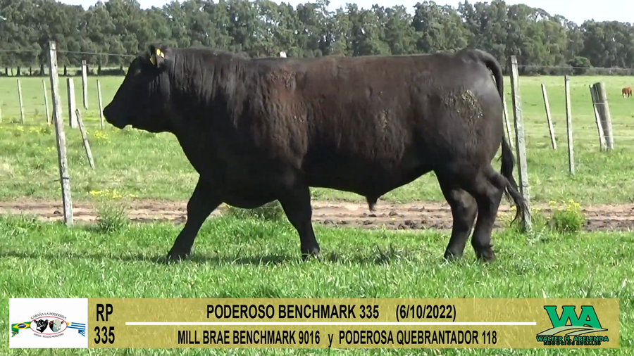 Lote Toros PI / PO / PC Angus a remate en Cabaña La Poderosa, Florida