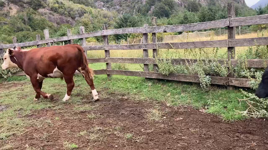 Lote 37 Novillo Engorda en Aysén, XI Región Aysén