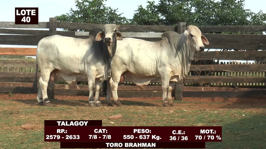 Lote Cabañas de Tradición - Lote 40