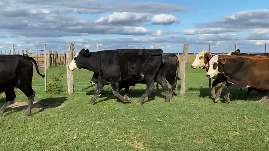 Lote 50 Vaquillonas en San Miguel, Corrientes