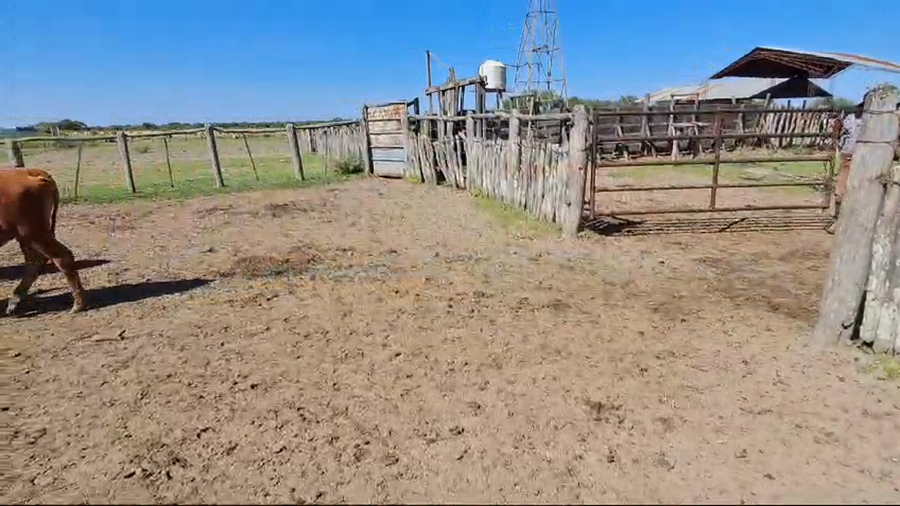 Lote 80 Novillitos y vaquillonas