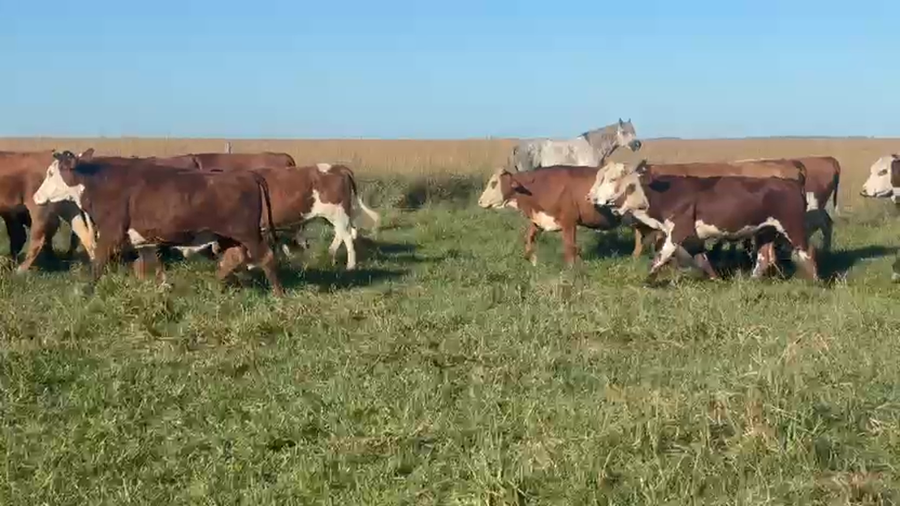 Lote 60 Novillos y Novillitos