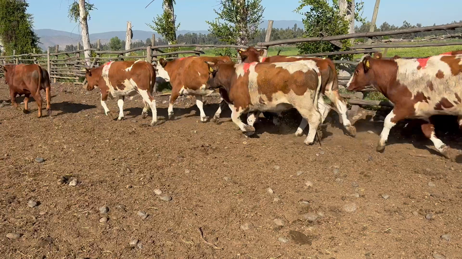 Lote 15 Novillo Engorda en Talagante, Región Metropolitana