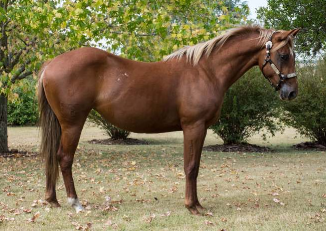 Lote NOGOYA MISS ROSE