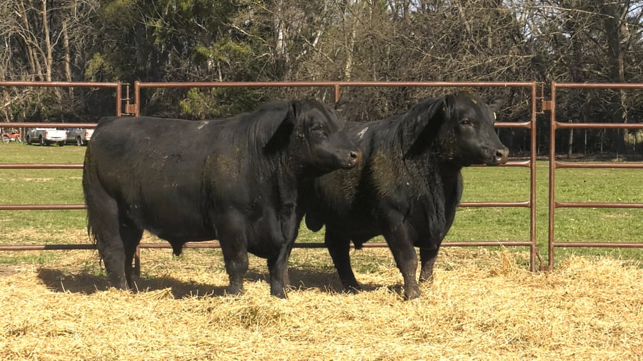 Lote TOROS PUROS DE PEDIGREE