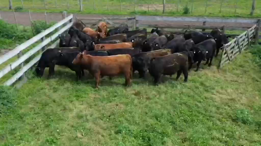 Lote 50 Novillitos