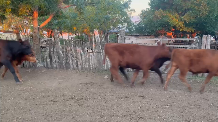 Lote 50 Terneros en Corrientes, Curuzu Cuatia