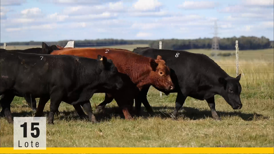 Lote (Vendido)Toros a remate en Subasta Toros de La Competencia, Montevideo