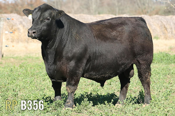 Lote 3 TOROS PUROS DE PEDIGREE