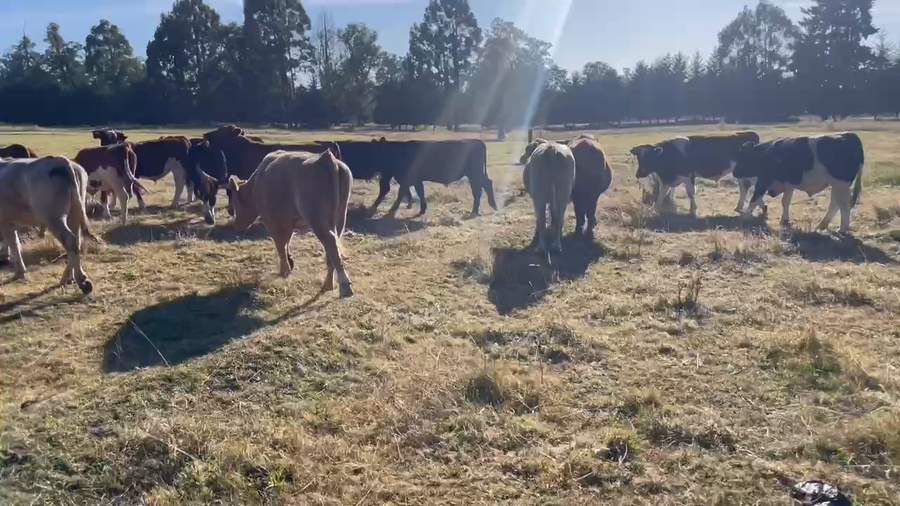 Lote 30 Novillo Engorda en Purranque, X Región Los Lagos