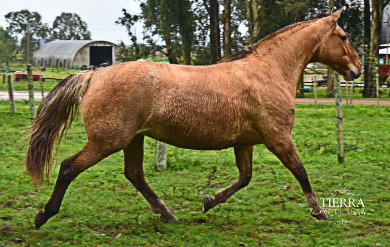 Lote Dinga la higuera