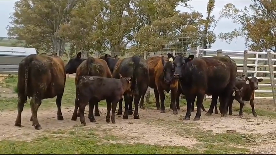 Lote PIEZAS DE CRIA PI