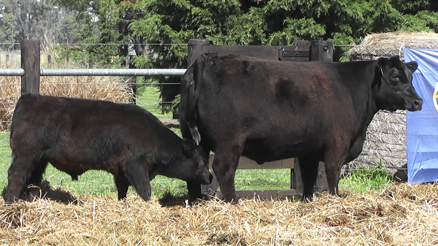 Lote VACA A. ANGUS NEGRA PP CON CRIA AL PIE