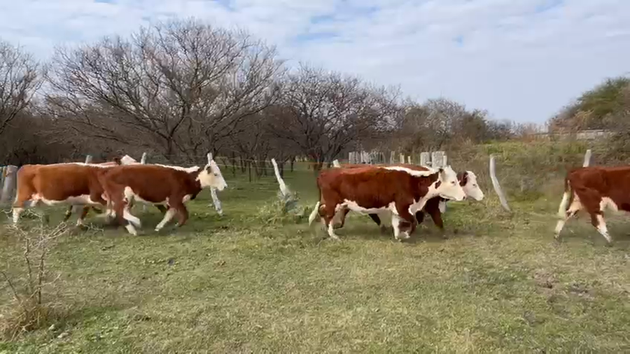 Lote 36 Vacas nuevas C/ gtia de preñez