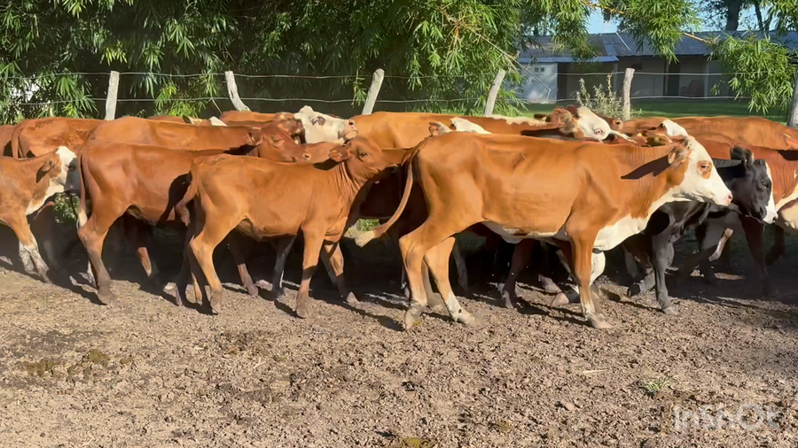 Lote 80 Terneras