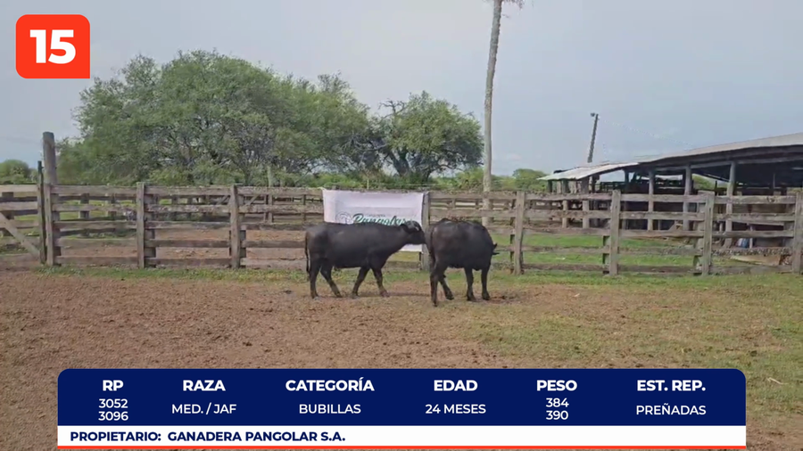 Lote LOTE 15