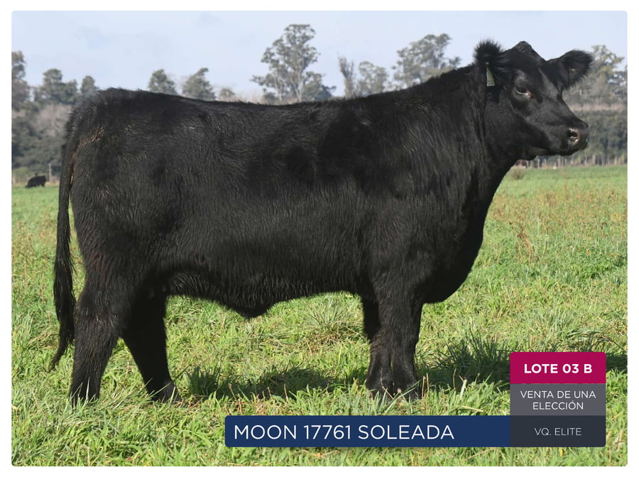 Lote RP 17741 Y 17761 - VAQUILLONAS PP ELITE VENTA DE UNA ELECCION