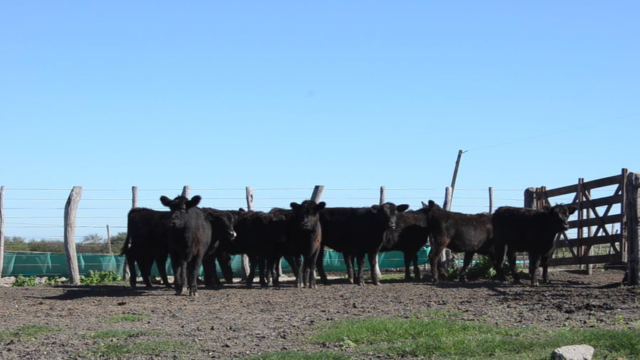 Lote SERVIS SA: 10 vaquillas generales p/servicio