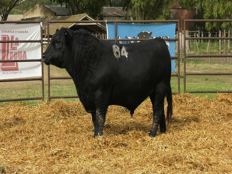 Lote TOROS ANGUS NEGROS PC