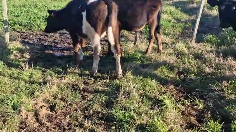 Lote 4 Terneros a remate en Pantalla Camy, San José