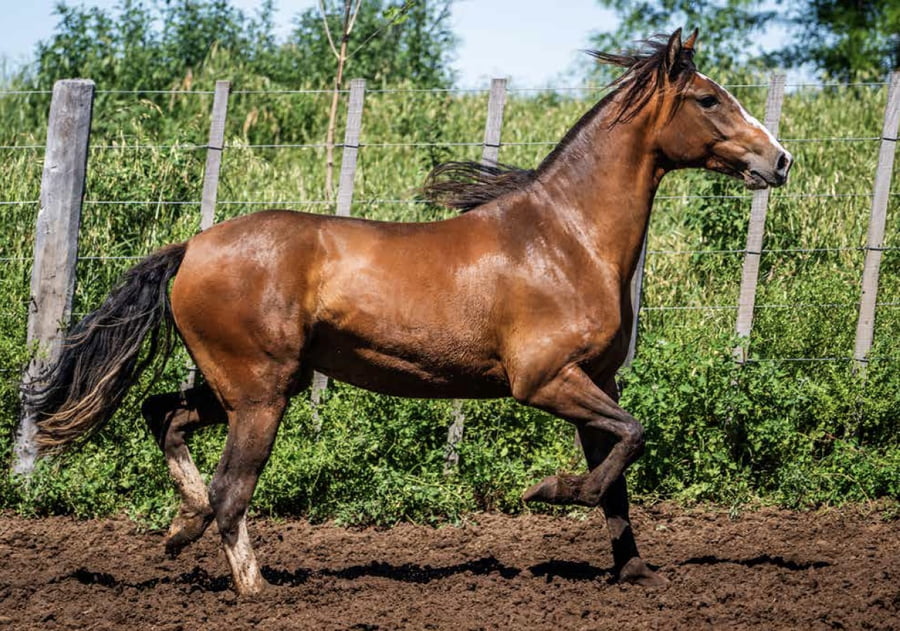 Lote DEL OESTE FILOSA