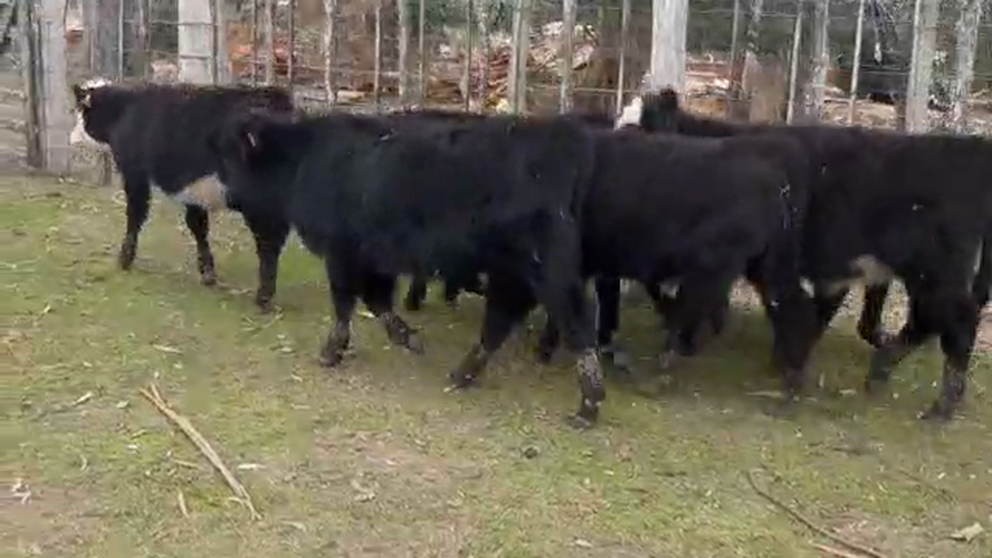 Lote 13 Terneros CRUZA ANGUS a remate en PANTALLA CAMY 115kg - , San José
