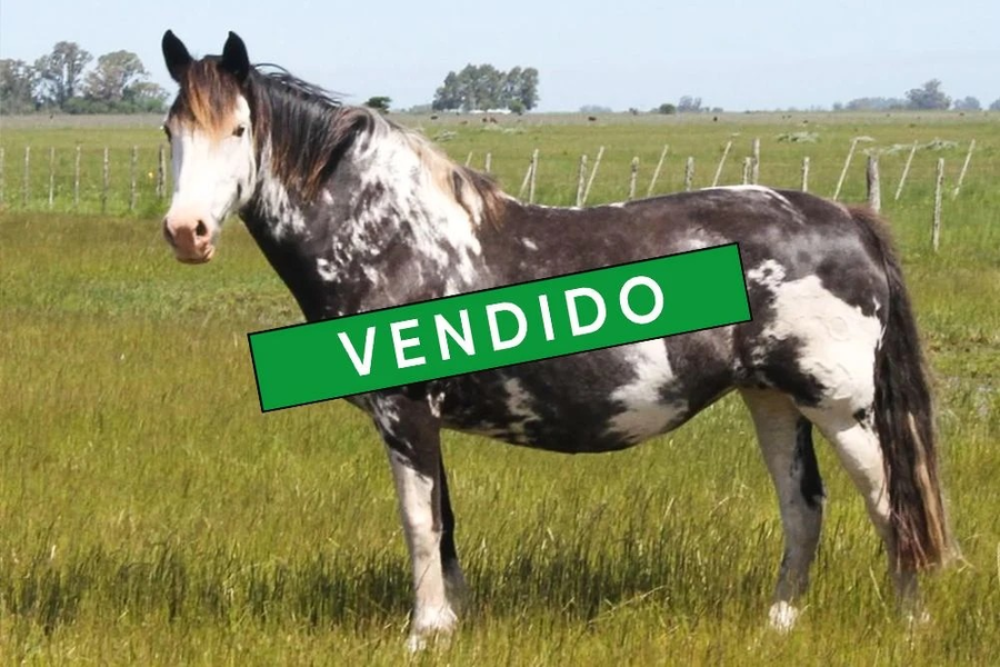 Lote MITATA CACHORRA