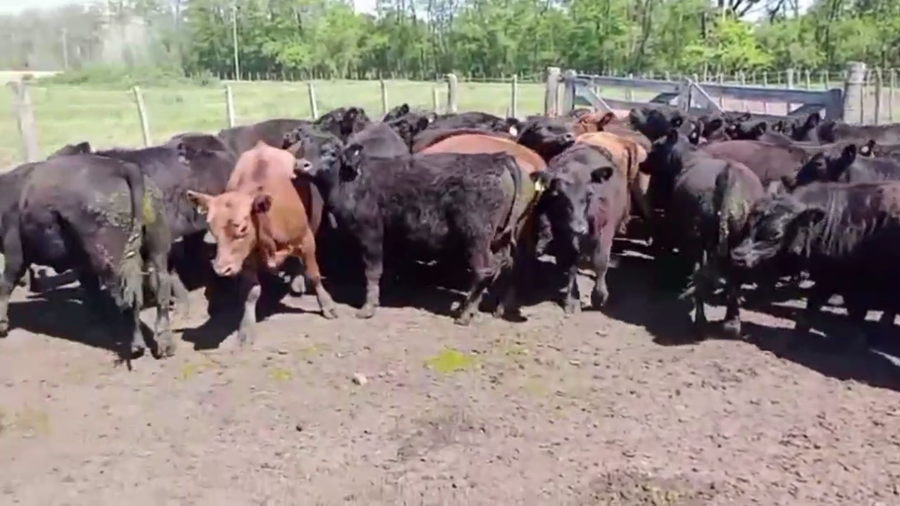 Lote 56 TERNS.MACHOS, EN CAÑUELAS, BS. AS.