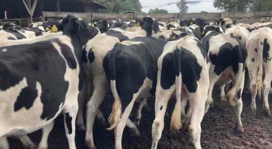 Lote 60 Novillo Engorda en Los Lagos, XIV Región Los Ríos