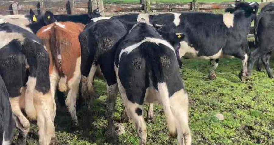 Lote 34 Vaquilla Gorda en X Región Los Lagos, Puyehue