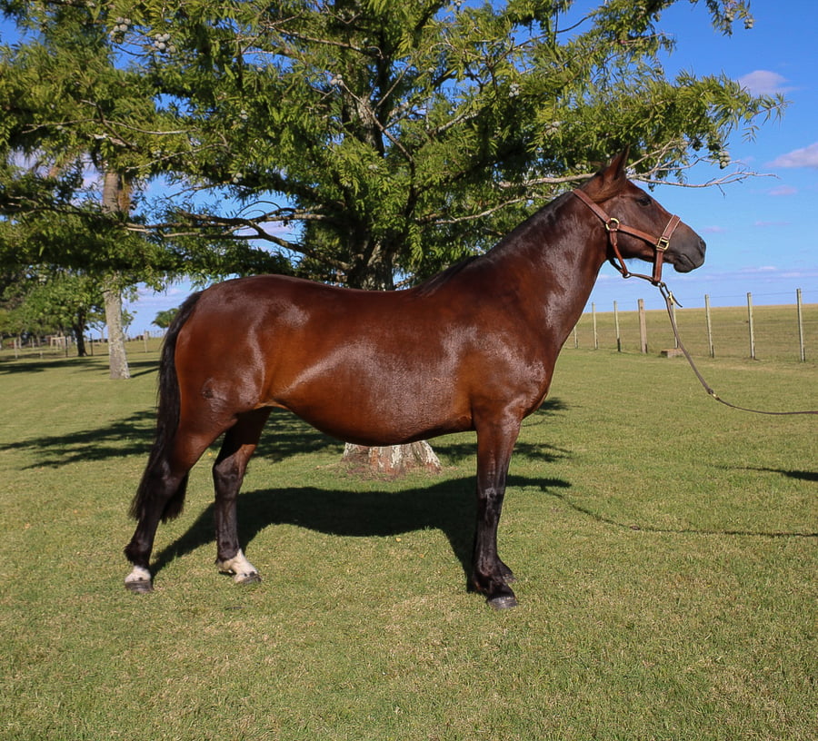 Lote REDY TROPILLERA