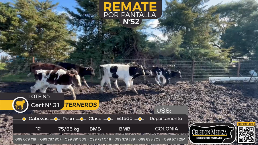 Lote 12 Terneros en Radial Conchillas, Colonia