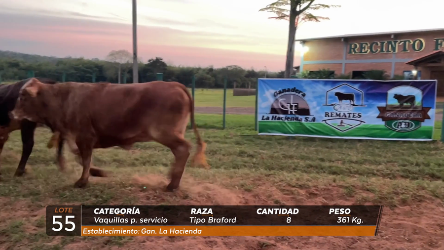 Lote VAQ PARA SERVICIO