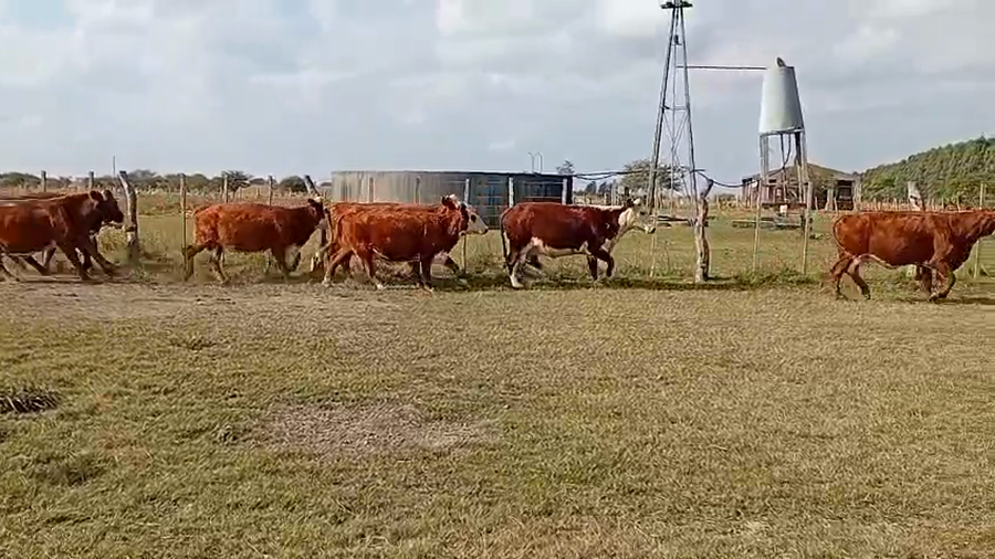Lote 8 Vacas de invernar en Corrientes, Monte Caseros
