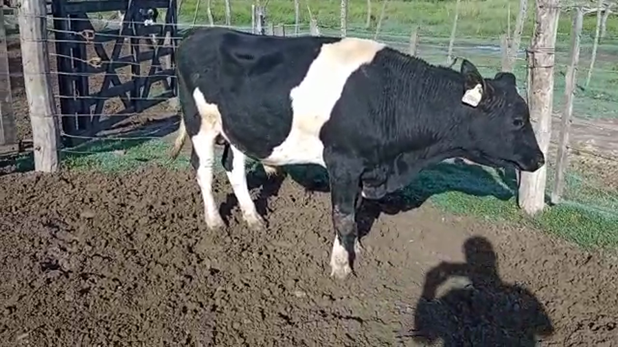 Lote Toros - Los Luises