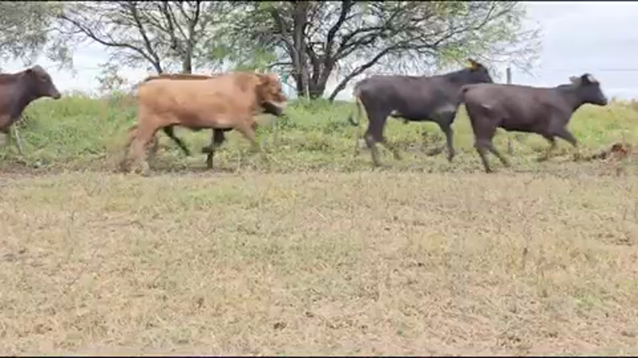Lote 169 Terneras en Pirané, Formosa