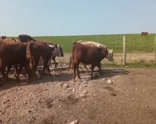 Lote 44 Terneras hereford y red angus a remate en 1º Remate Virtual 180kg -  en Tarariras