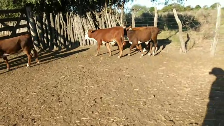 Lote 80 Terneros/as en Corrientes, Felipe Yofré