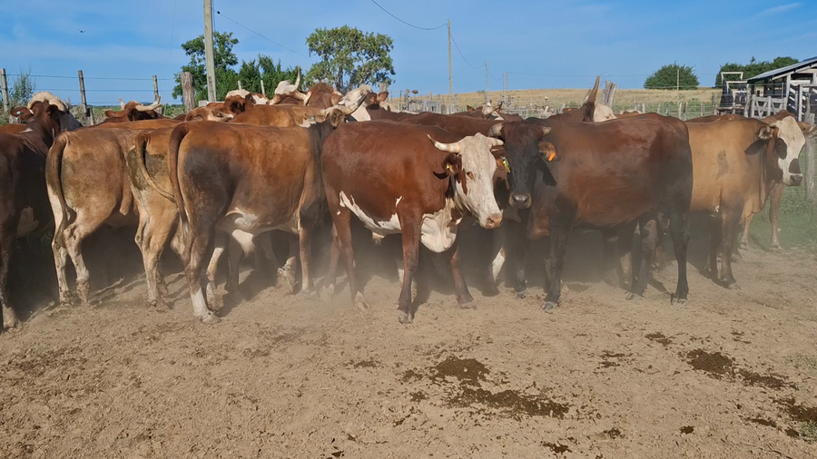 Lote 32 Novillo Consumo