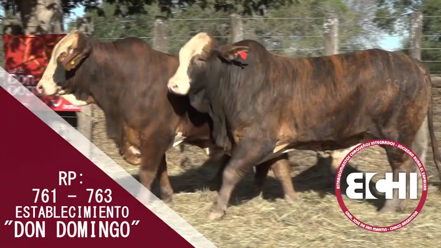 Lote TOROS BRAFORD CABAÑA DON DOMINGO