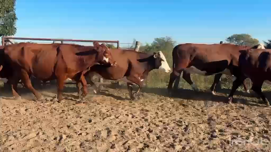 Lote 35 Vacas faena