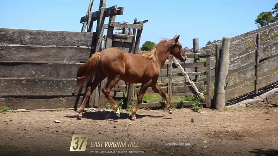 Lote Yeguarizos a remate en 6° Remate Especial de Velocidad, Montevideo
