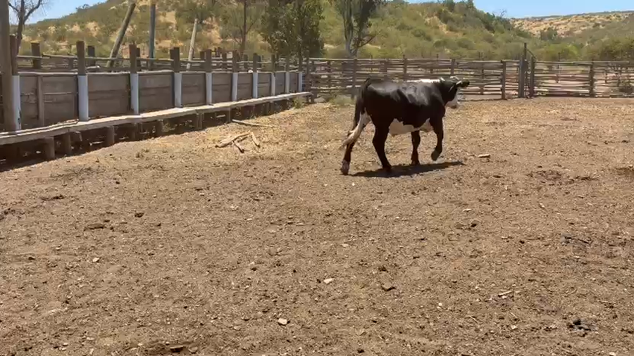 Lote 59 Novillo Engorda