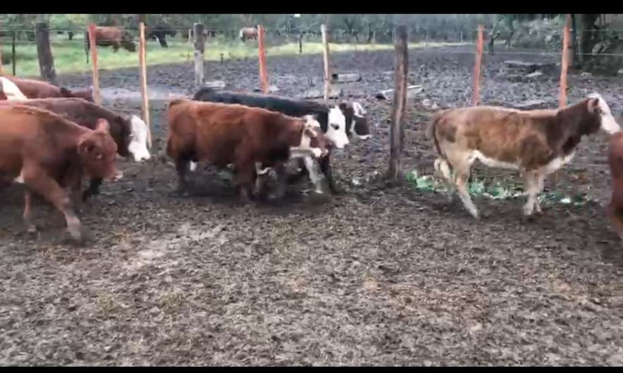 Lote 160 Terneros/as en Victoria, Entre Ríos