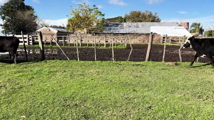 Lote VACAS PREÑADAS