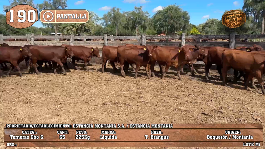 Lote LOTE 190 - PANTALLA