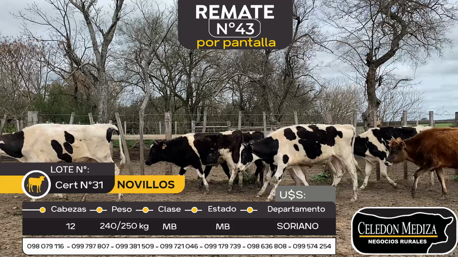 Lote 12 Novillos en José Enrique Rodó, Soriano